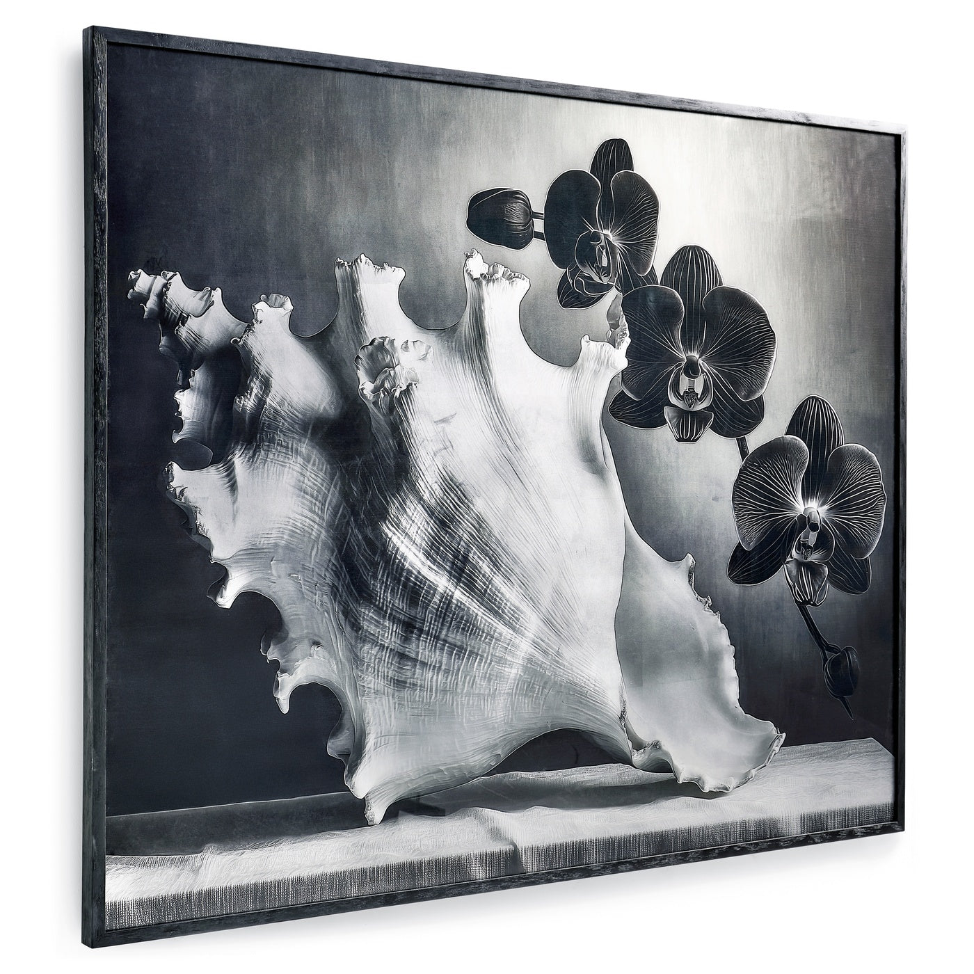 Silver Conch