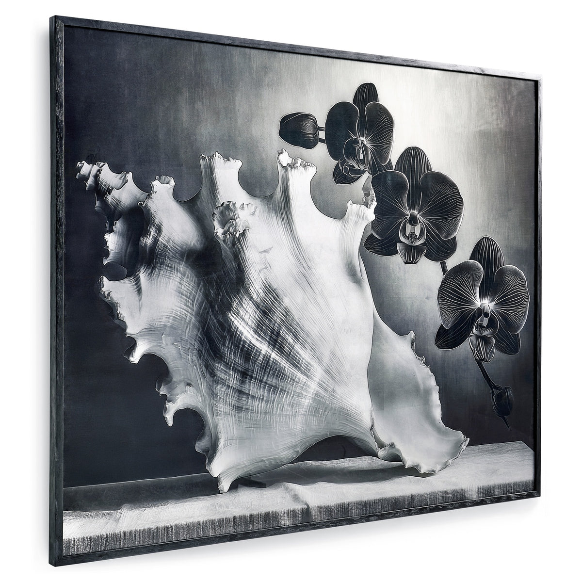 Silver Conch