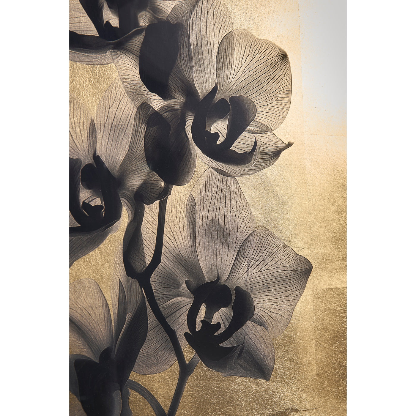 Black Orchids - Set of 2