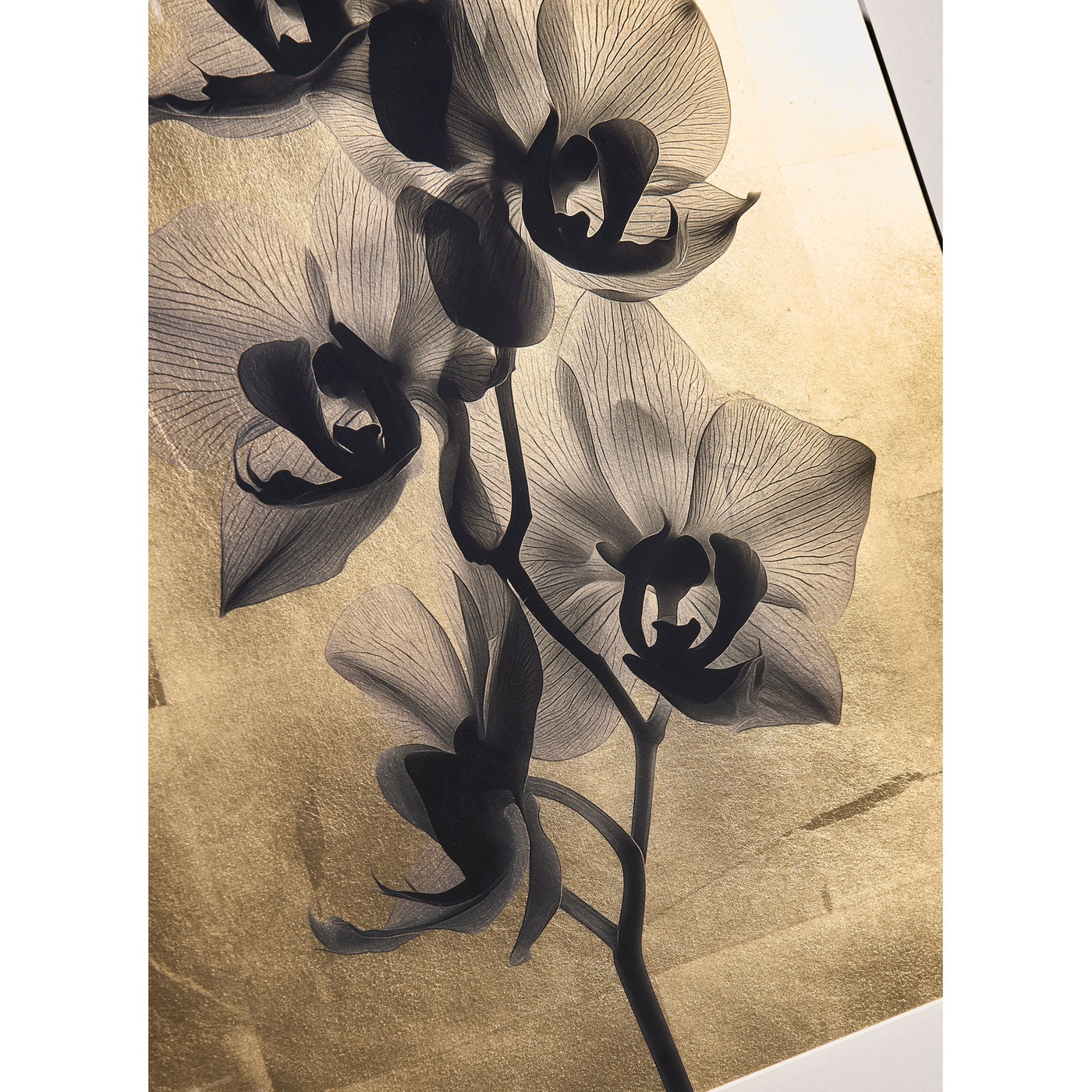 Black Orchids - Set of 2