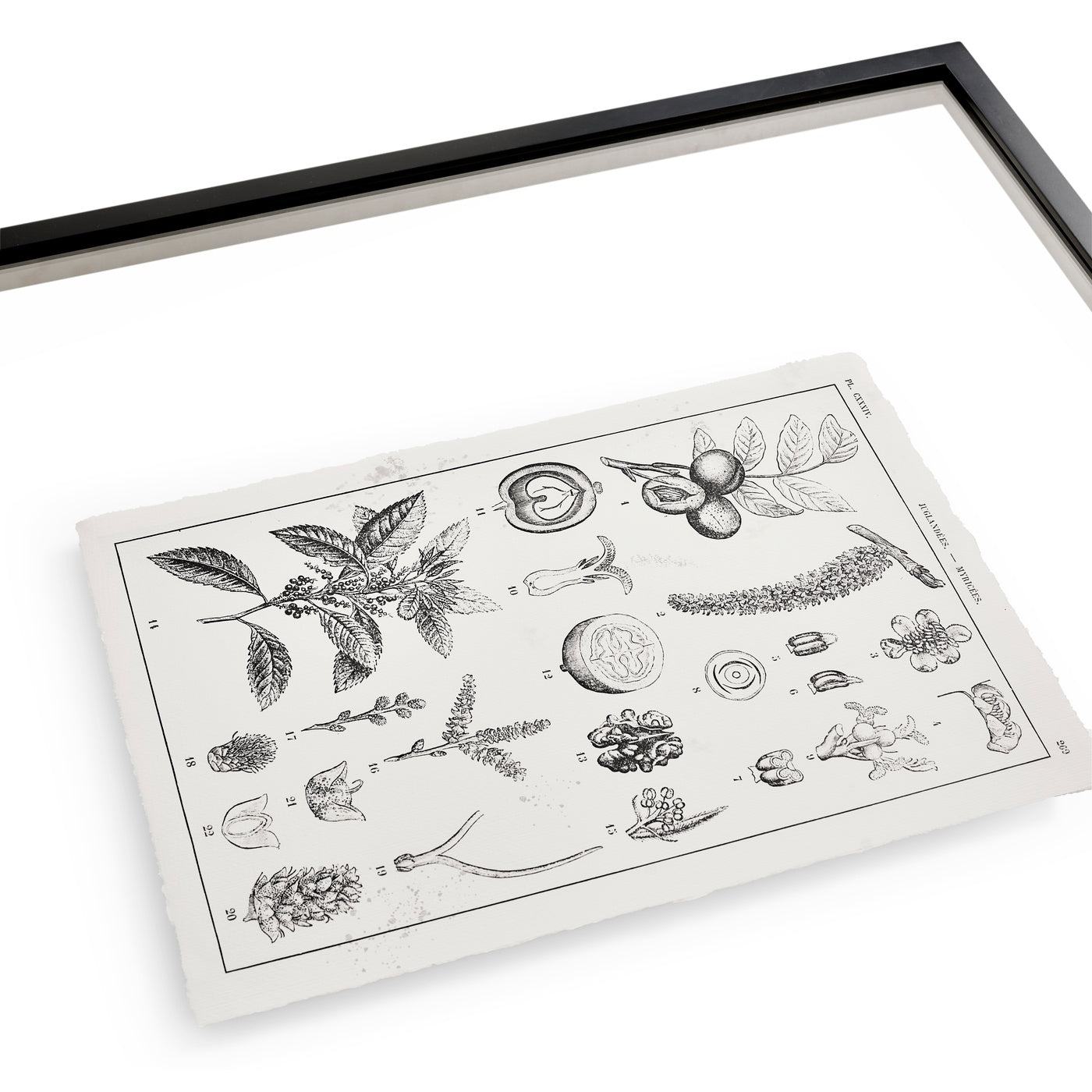 Botanica: The Art of Knowledge - Set of 4