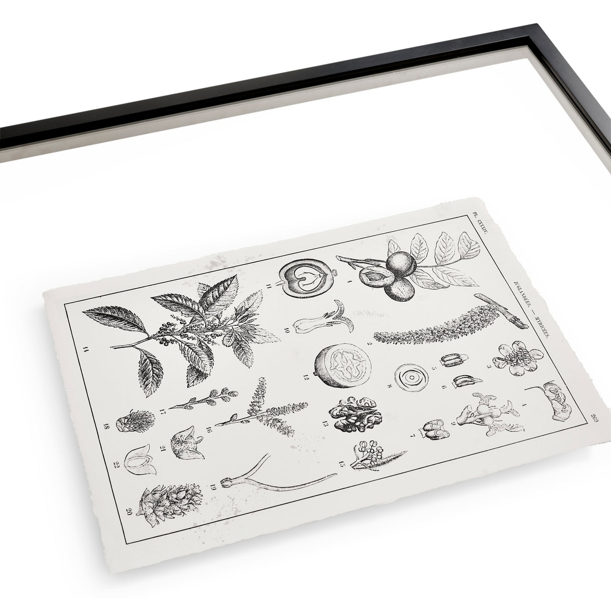 Botanica: The Art of Knowledge - Set of 4