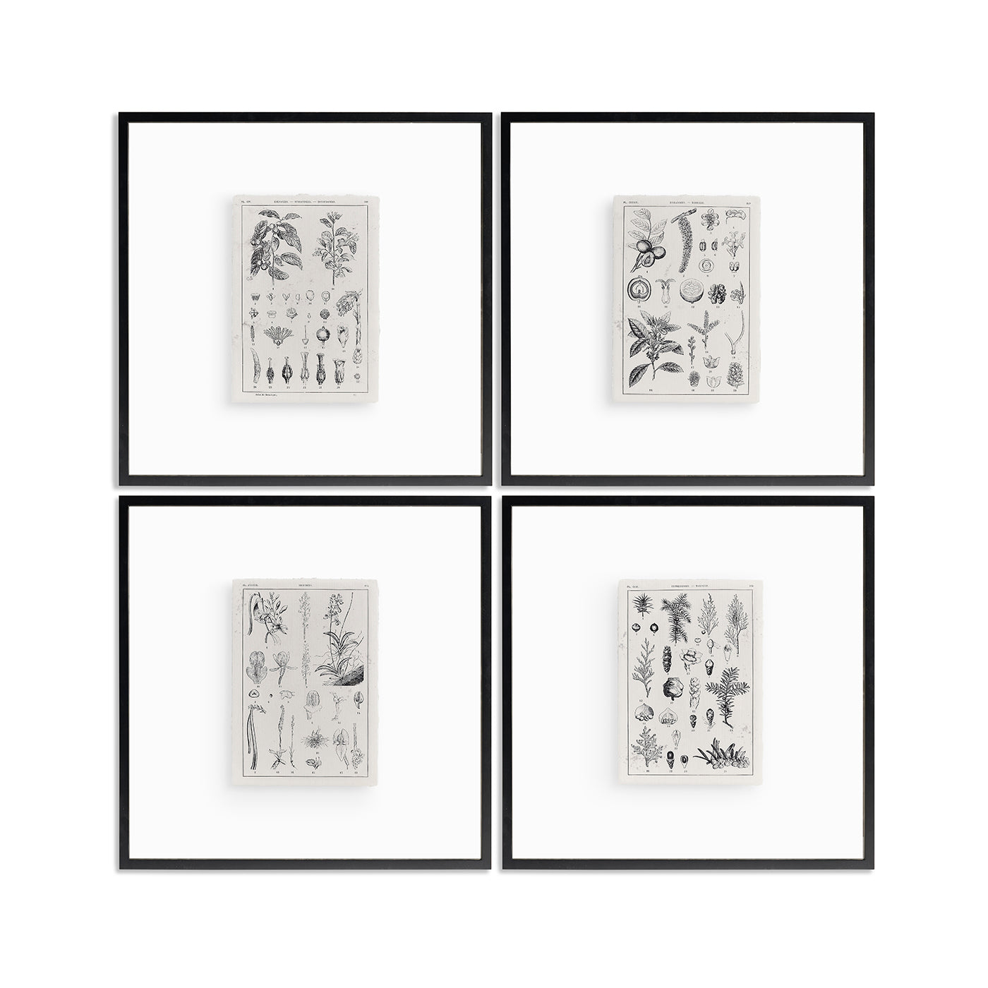 Botanica: The Art of Knowledge - Set of 4
