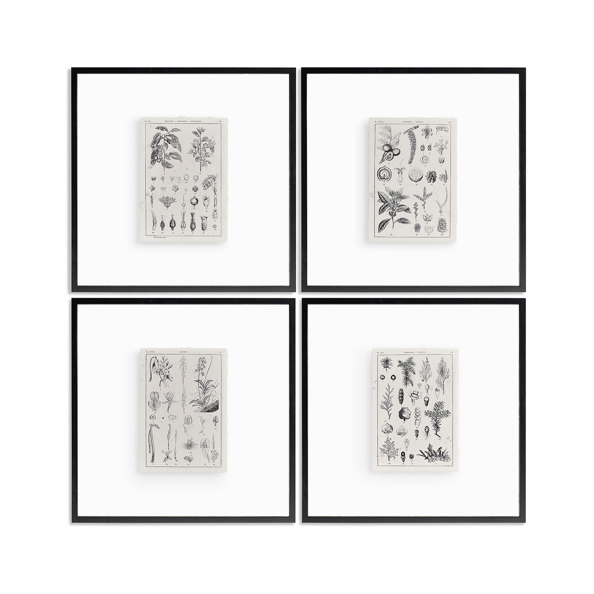 Botanica: The Art of Knowledge - Set of 4