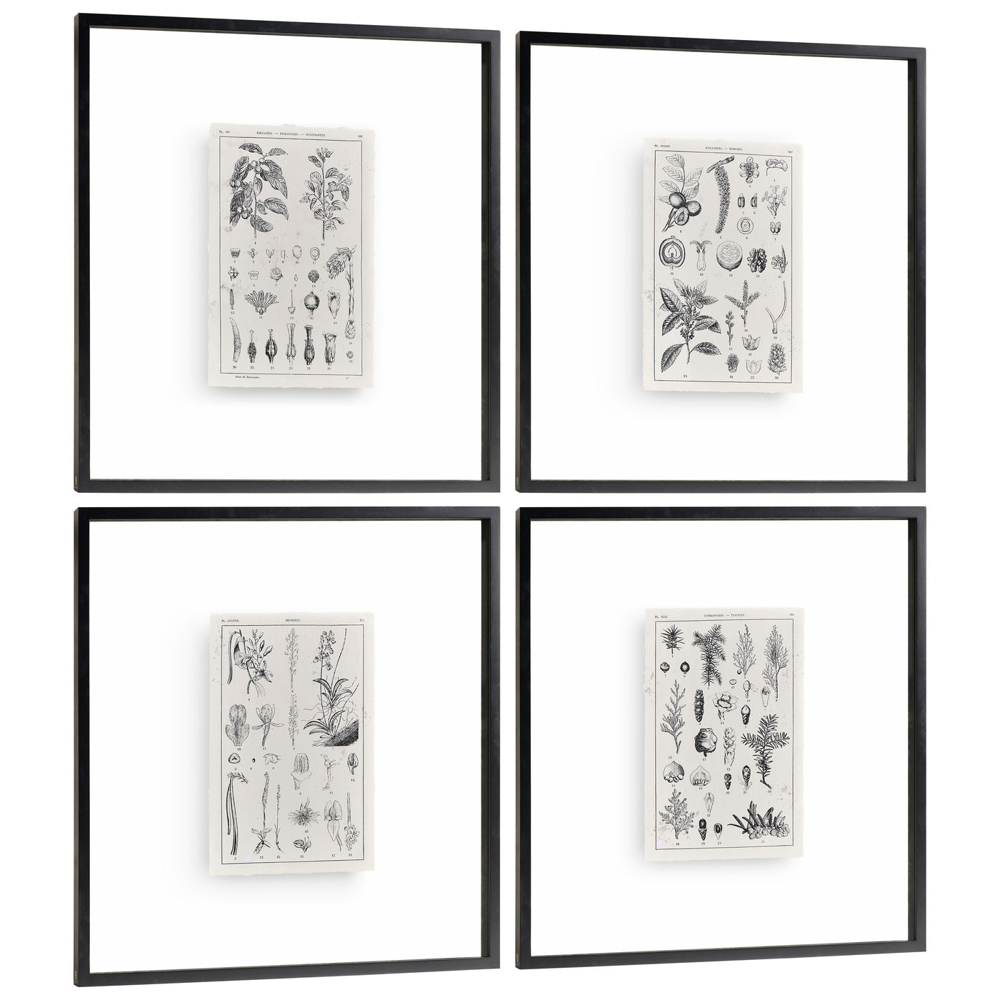 Botanica: The Art of Knowledge - Set of 4