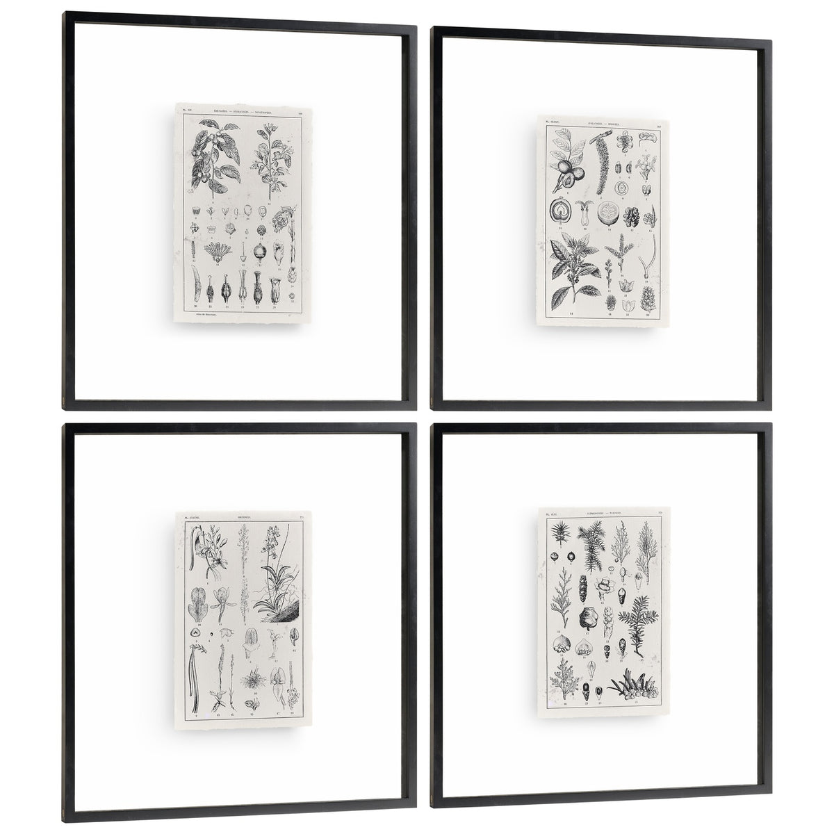 Botanica: The Art of Knowledge - Set of 4