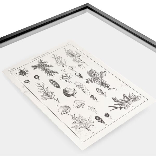 Botanica: The Art of Knowledge - Set of 4