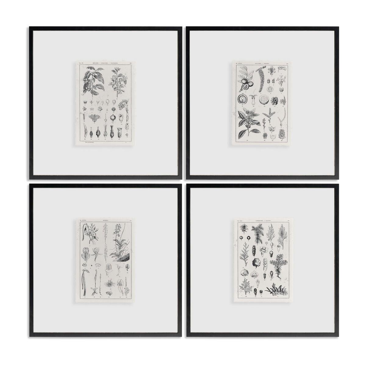 Botanica: The Art of Knowledge - Set of 4