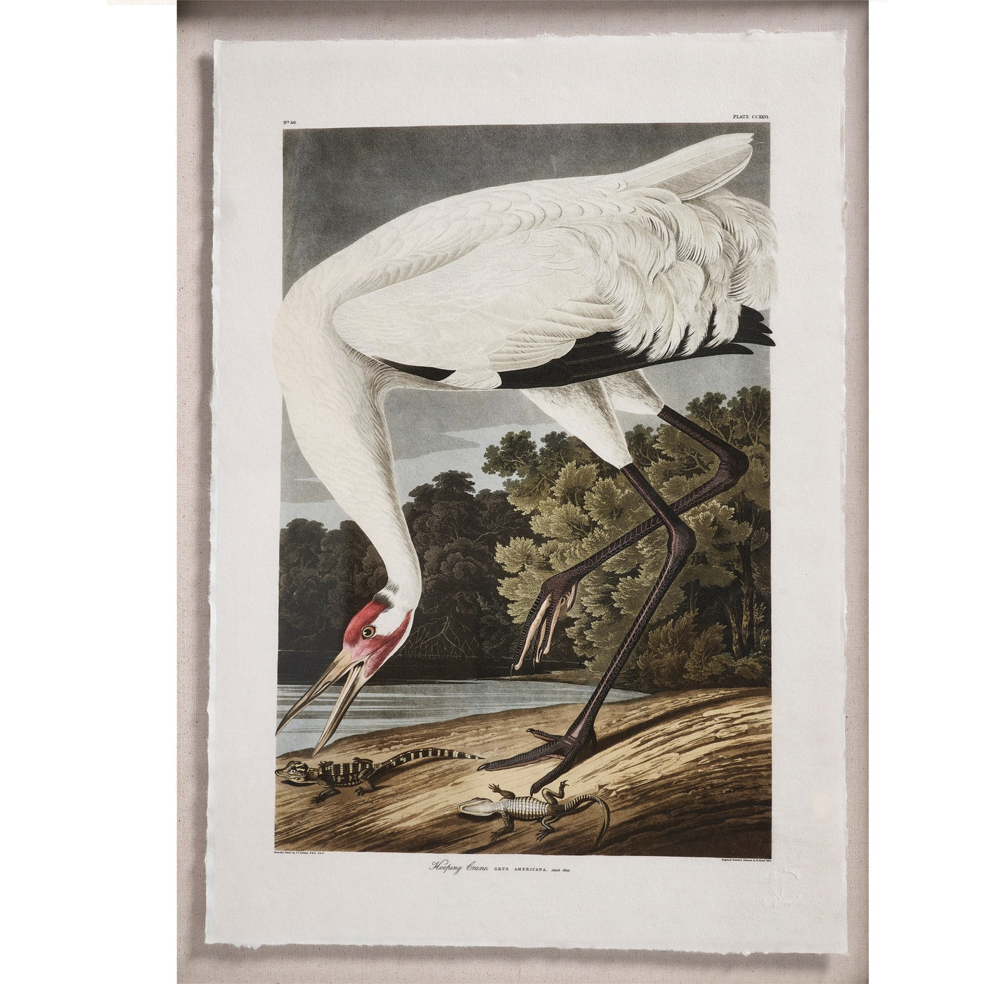 Audubon Birds - Set of 6