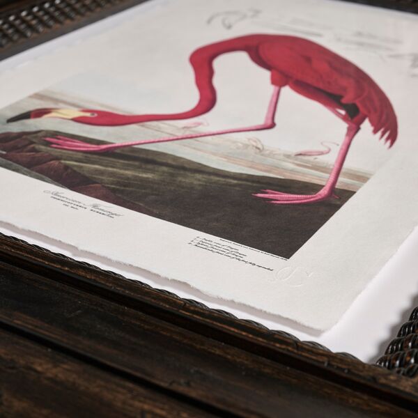Audubon Birds - Set of 6