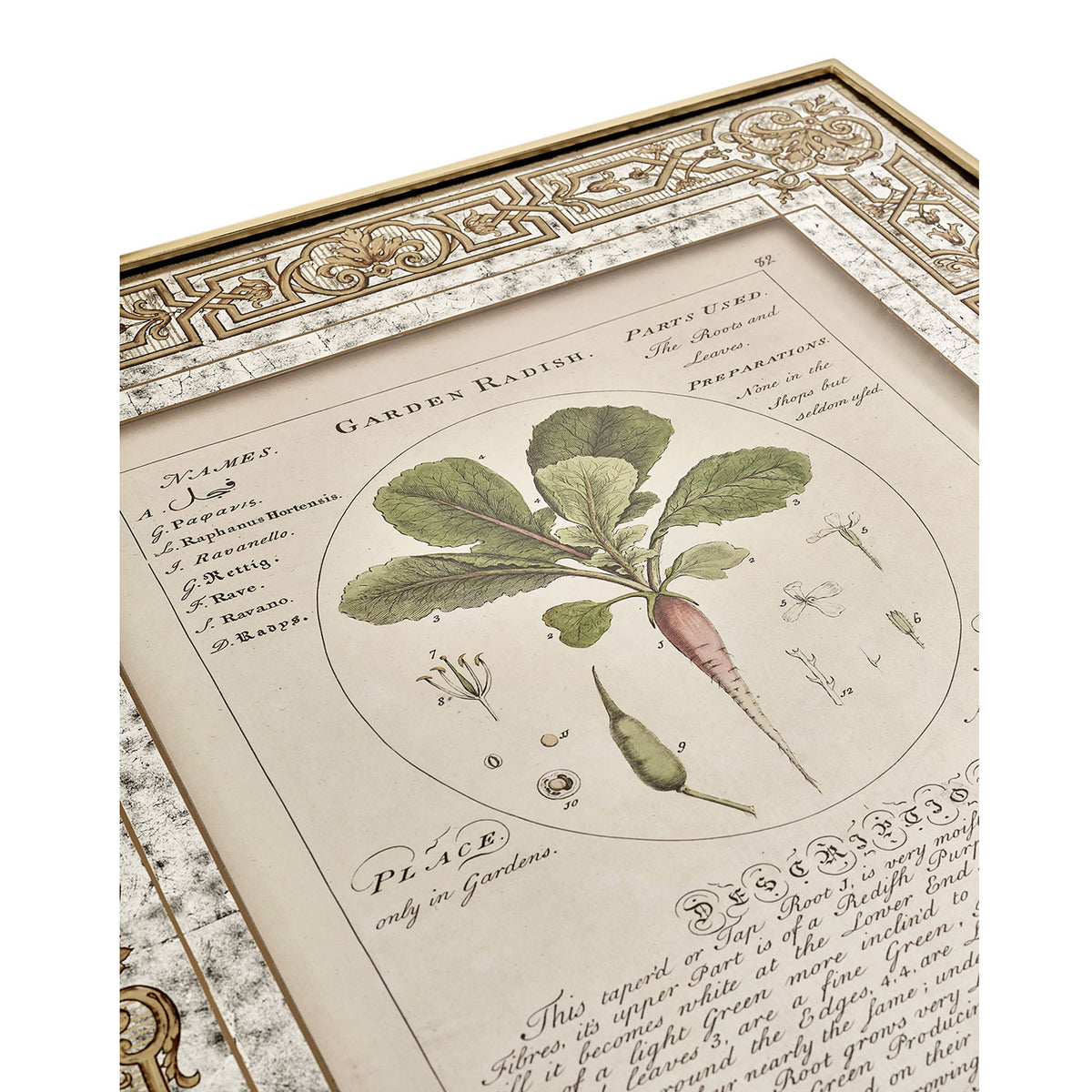 Herbal of Enlightenment - Set of 4