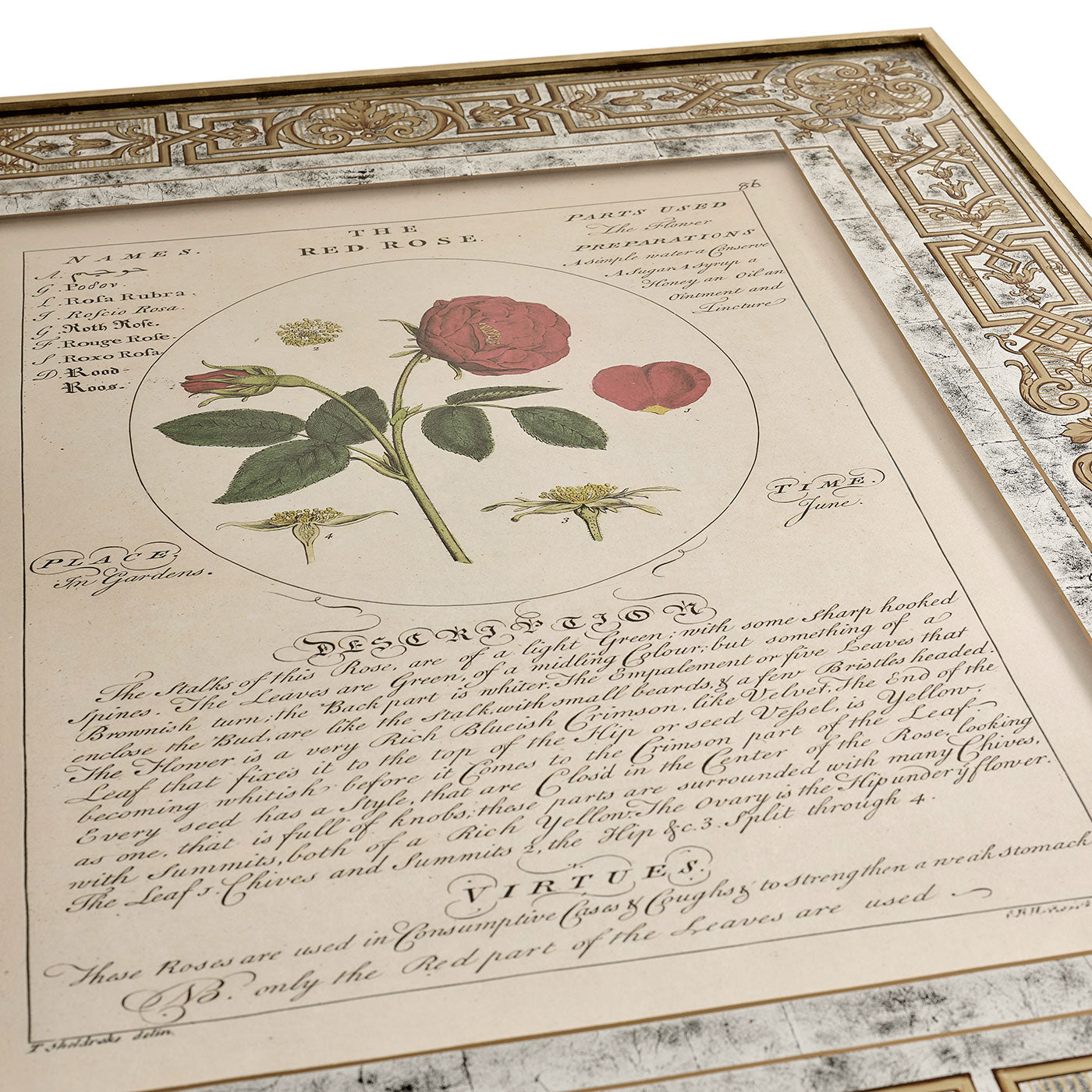 Herbal of Enlightenment - Set of 4
