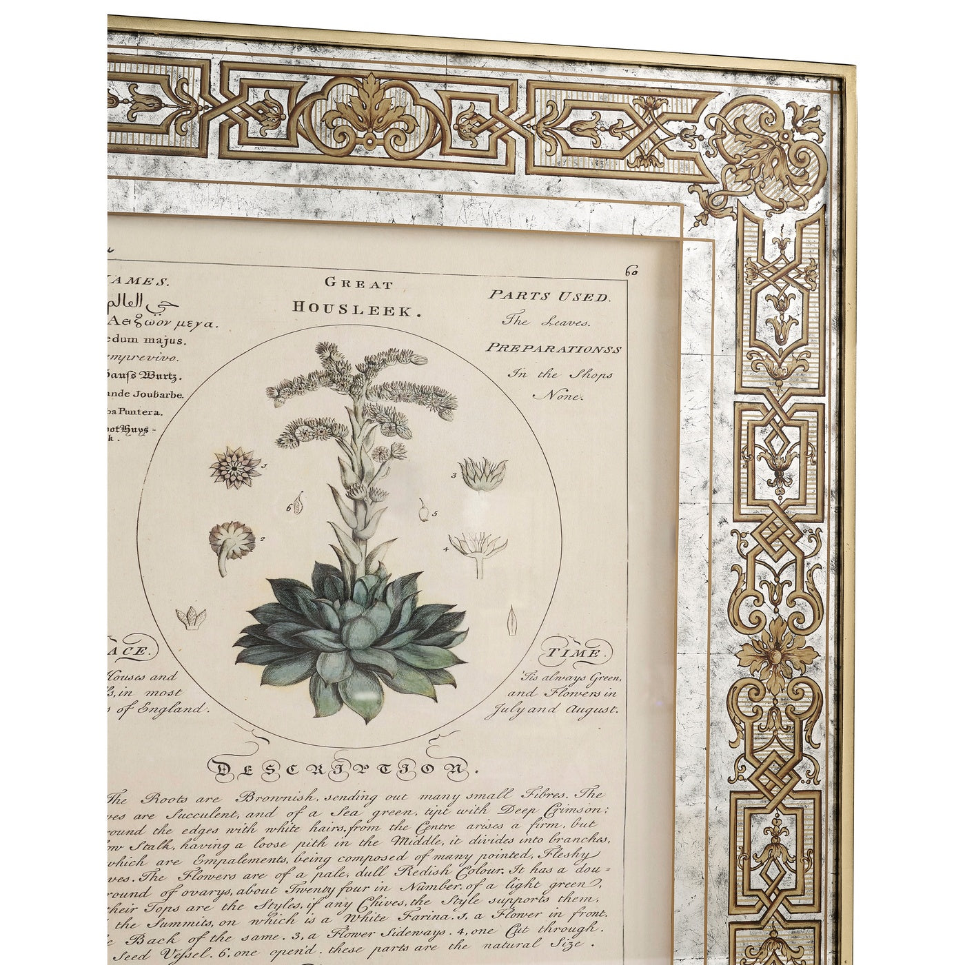Herbal of Enlightenment - Set of 4