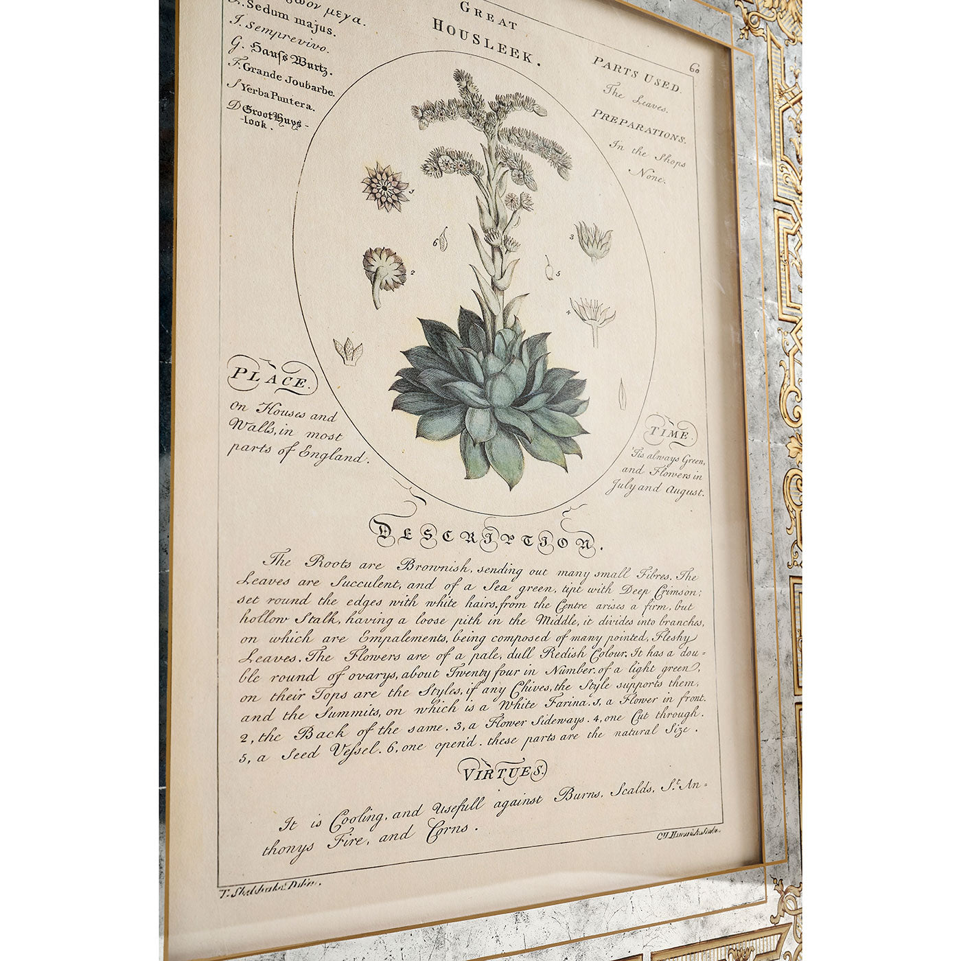 Herbal of Enlightenment - Set of 4