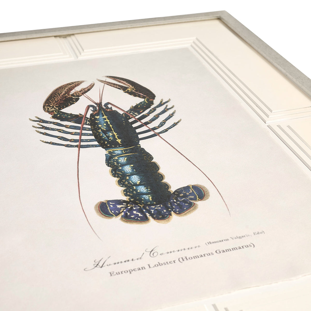Vintage Marine Animals - Set of 4