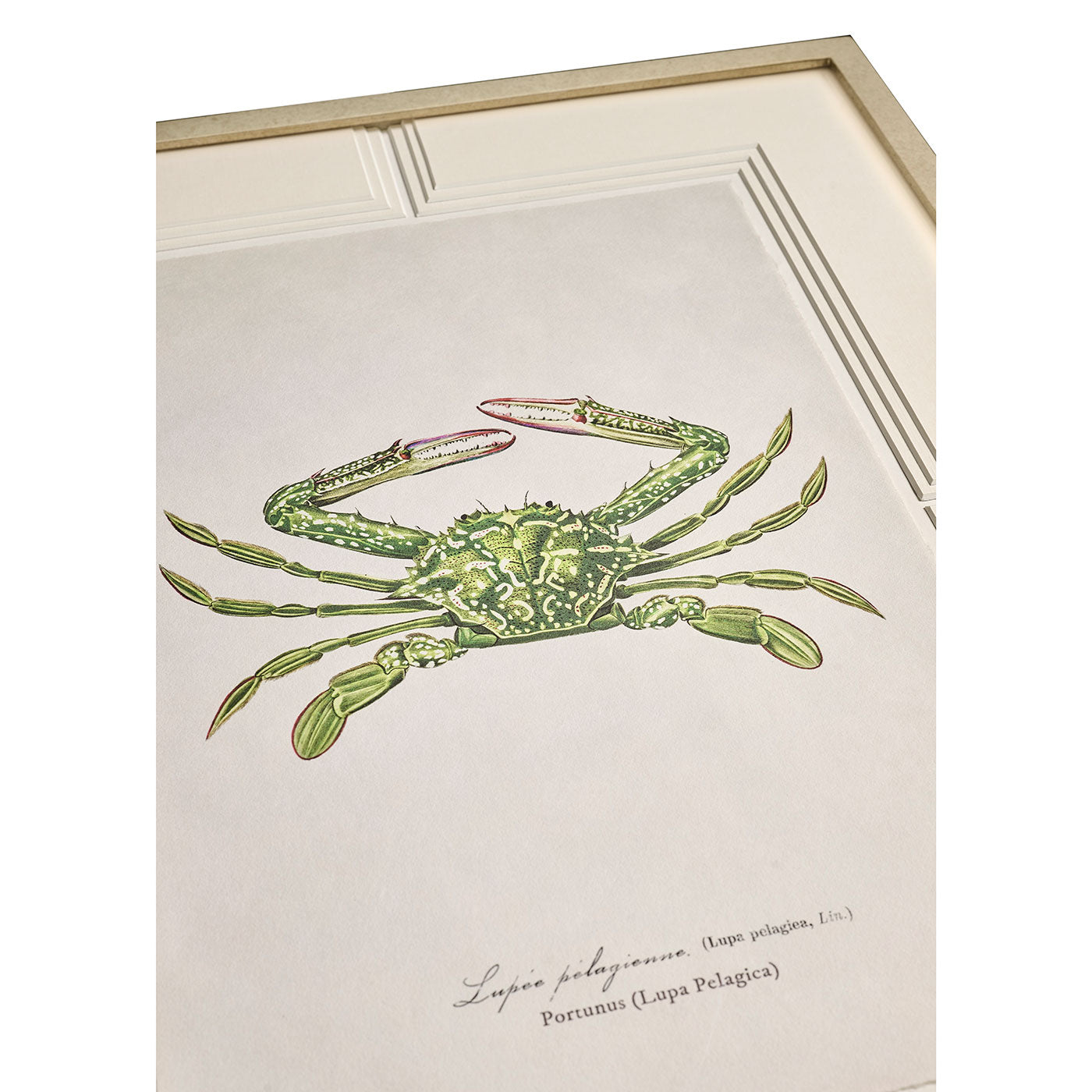 Vintage Marine Animals - Set of 4