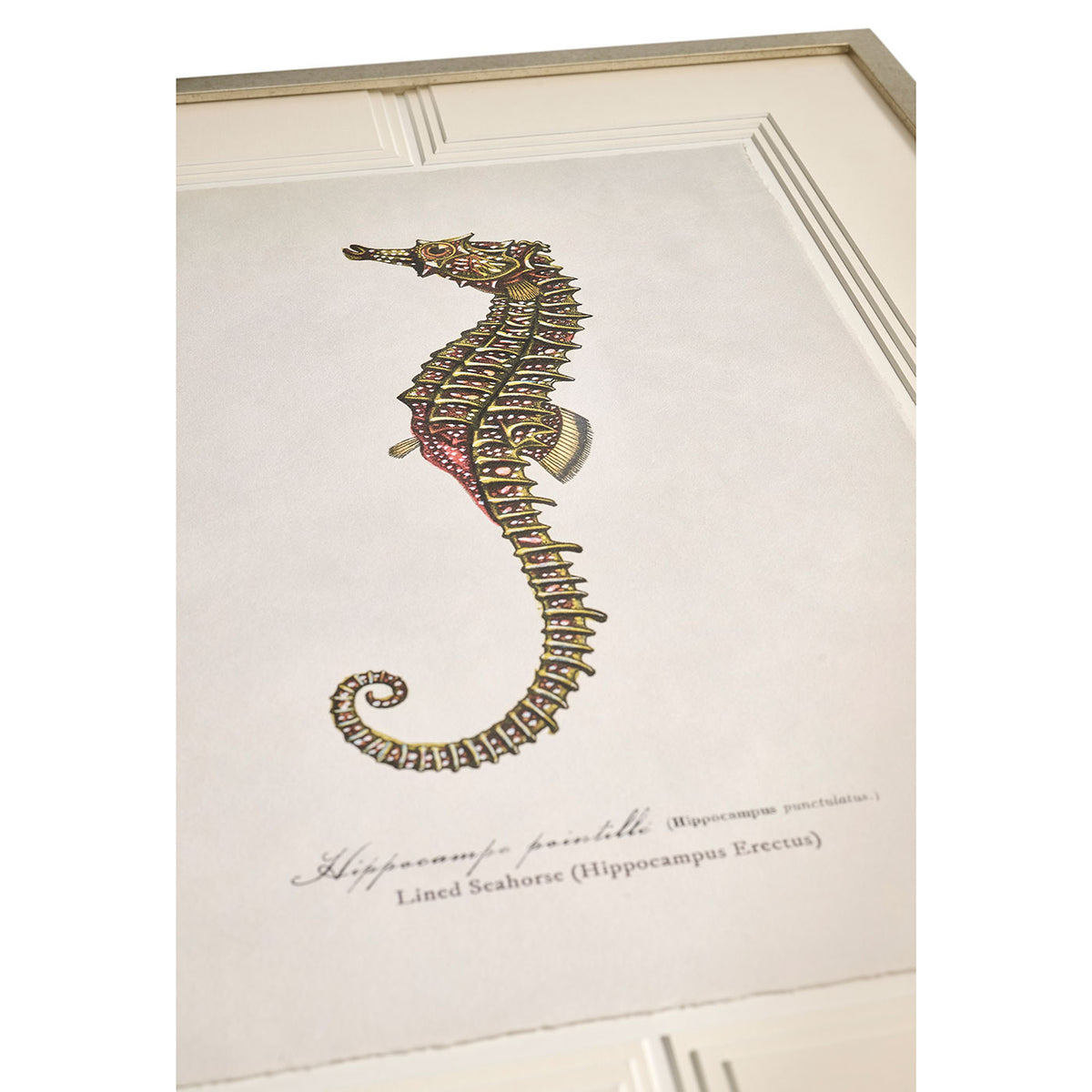 Vintage Marine Animals - Set of 4