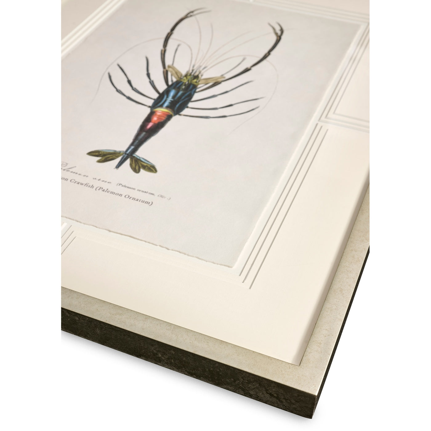 Vintage Marine Animals - Set of 4