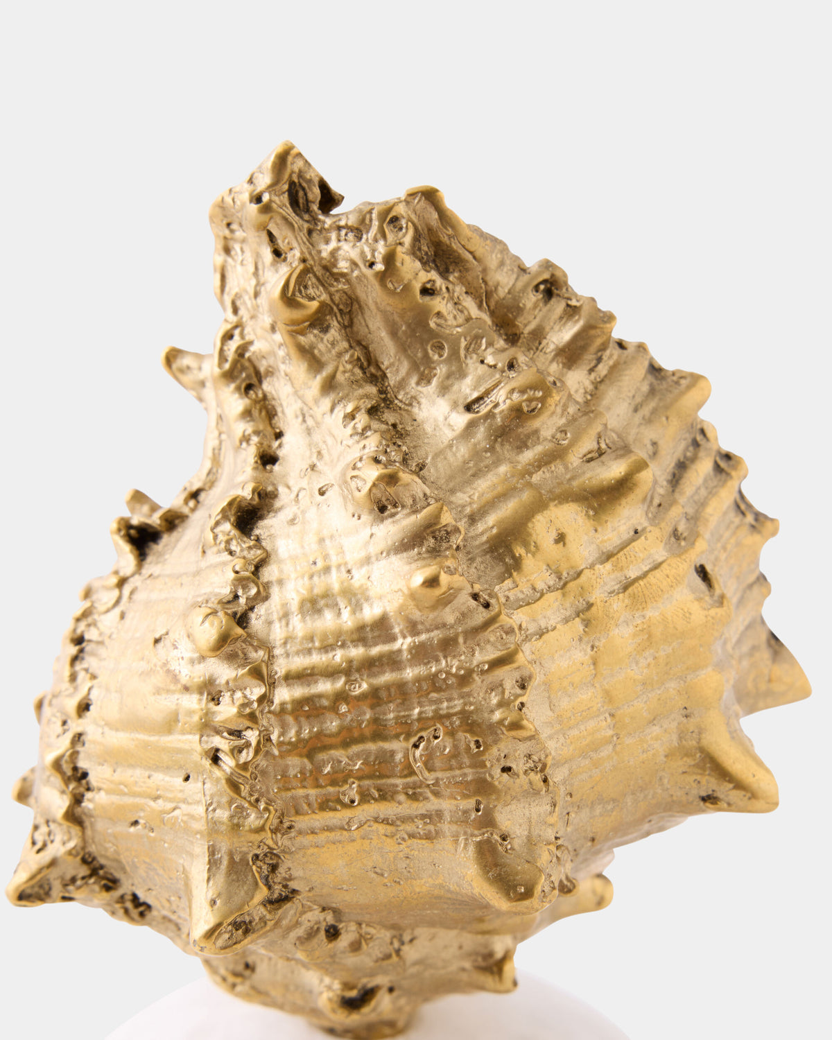 Kings Crown Shell Sculpture
