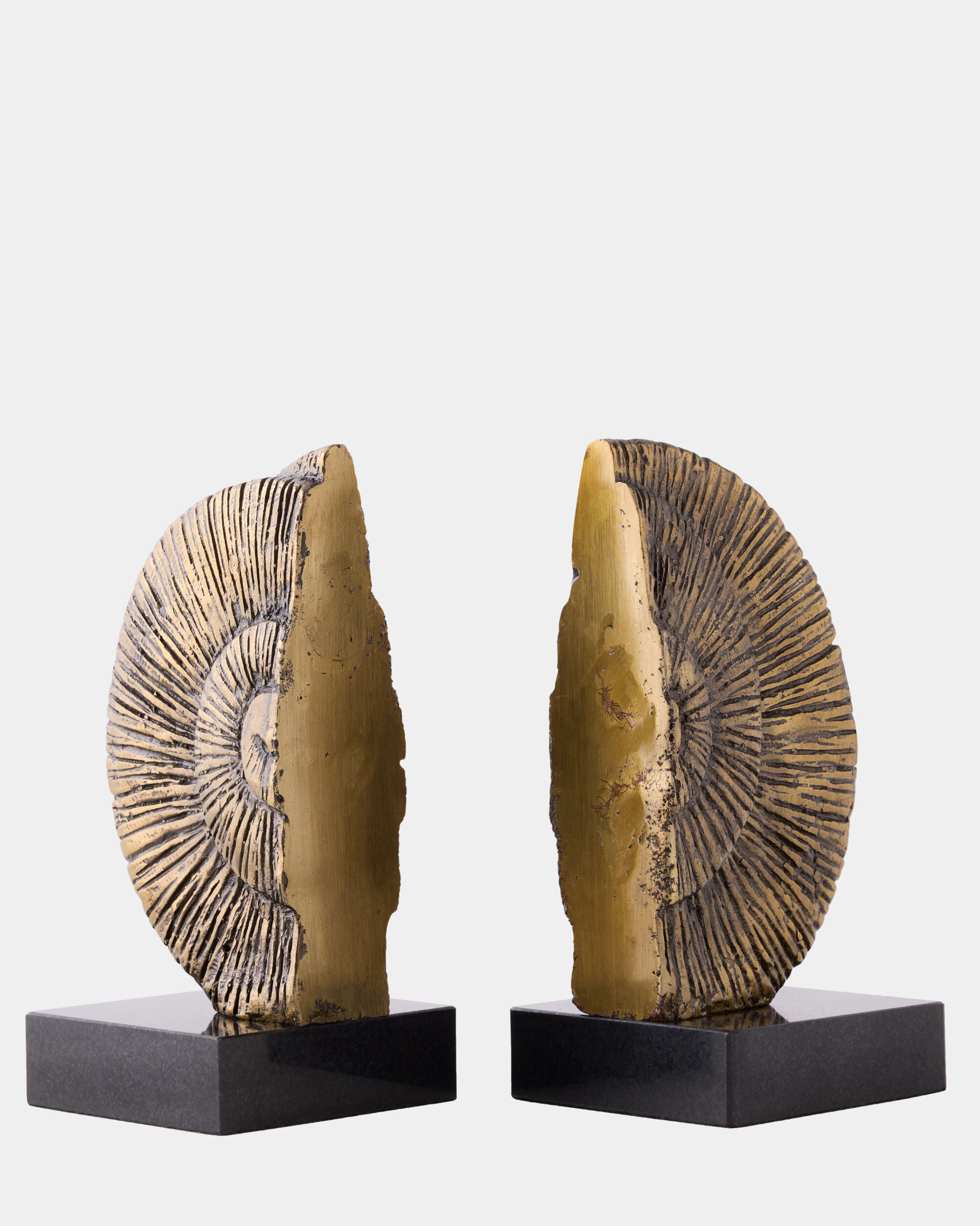 Ammonite Shell Bookends