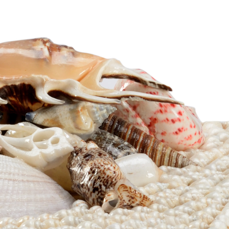 White Shell Boxes (S2) in 5.5 / Shell - Chelsea House