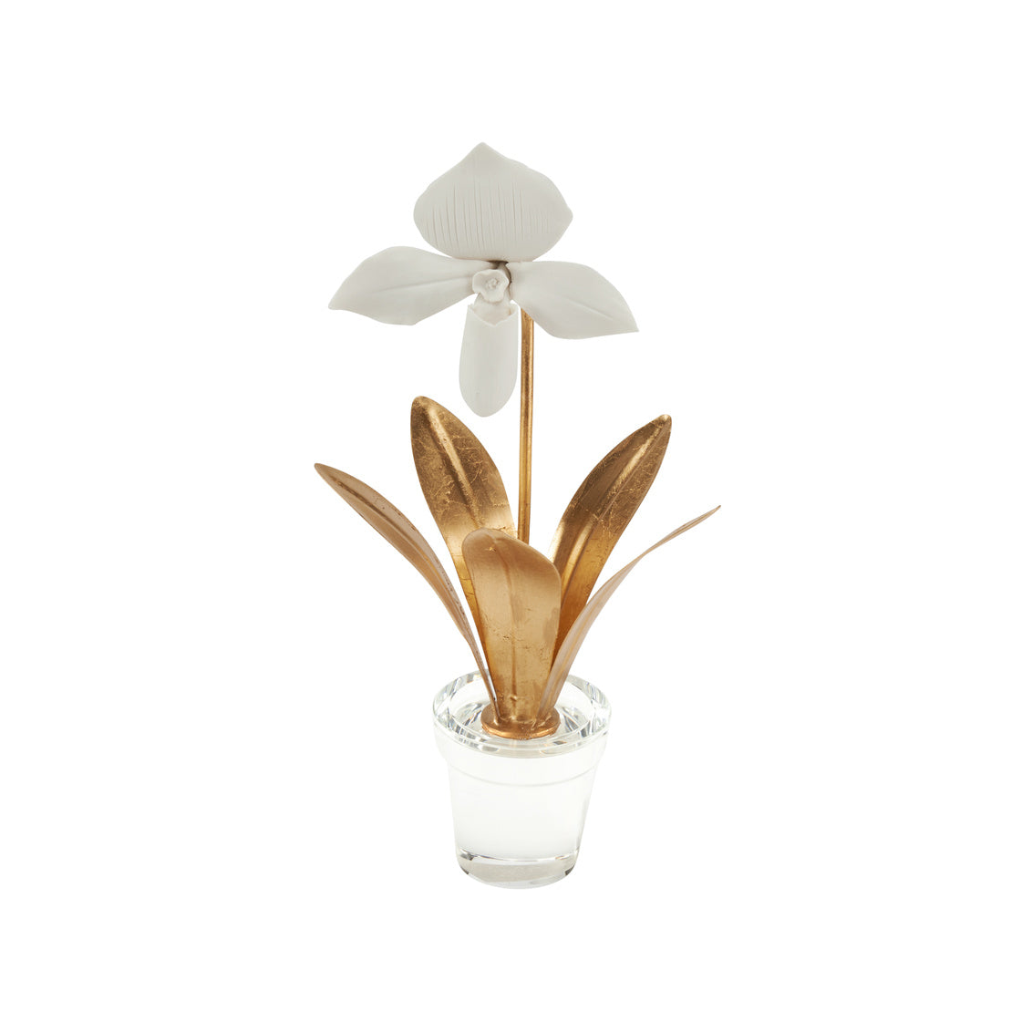 Lady Slipper Orchid