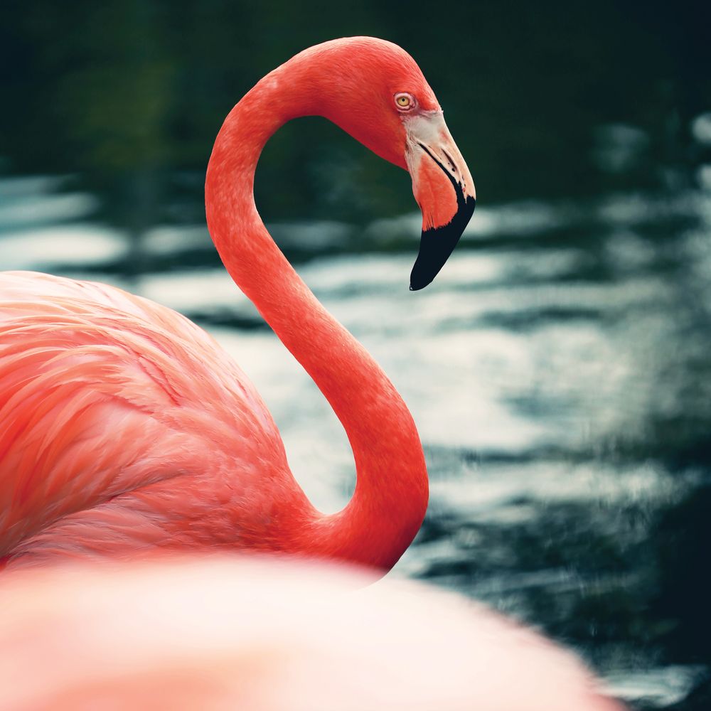 Flamingo 1 artwork