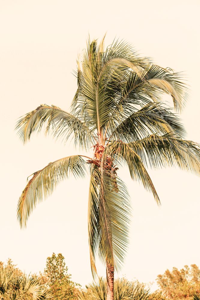 Island Palm 1 artwork
