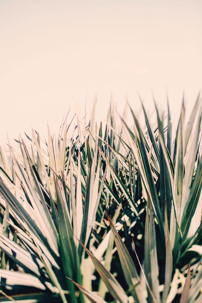 Palm Light 1 artwork