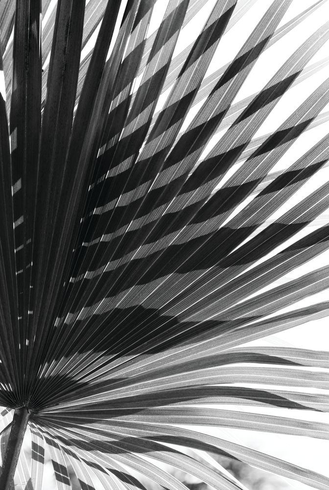 Palm Shadowplay 1 artwork