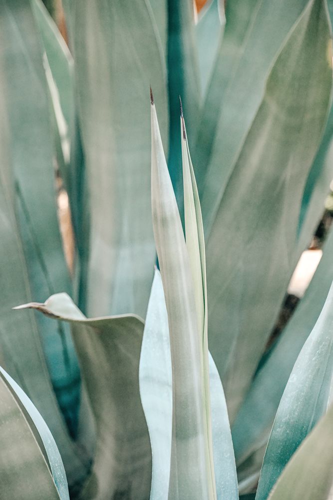 Spring Agave 1 artwork