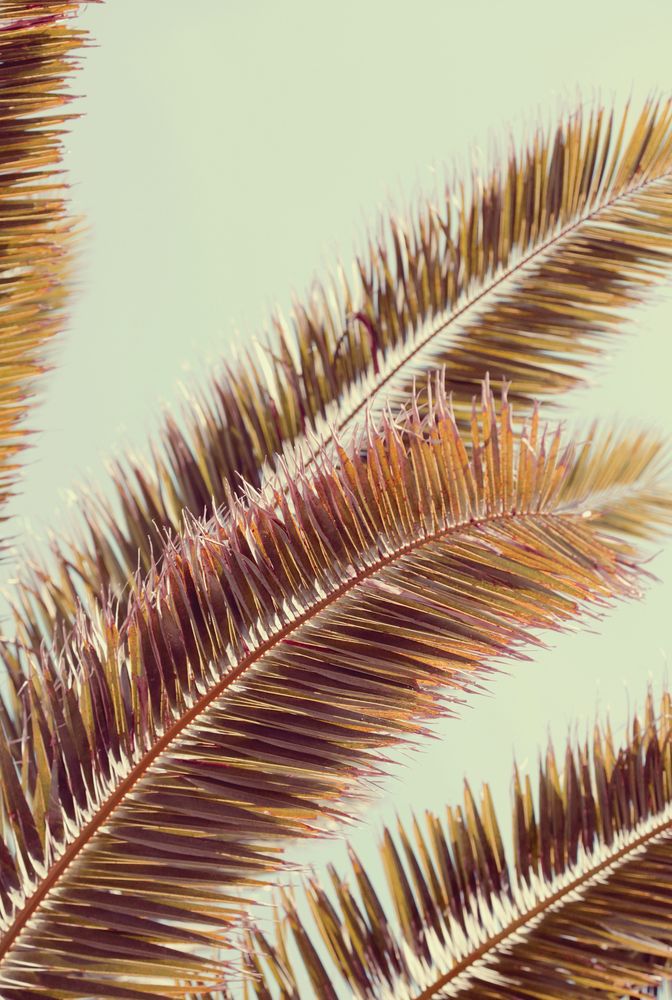 Sun-Drenched Palms 1 artwork