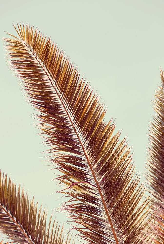 Sun-Drenched Palms 2 artwork