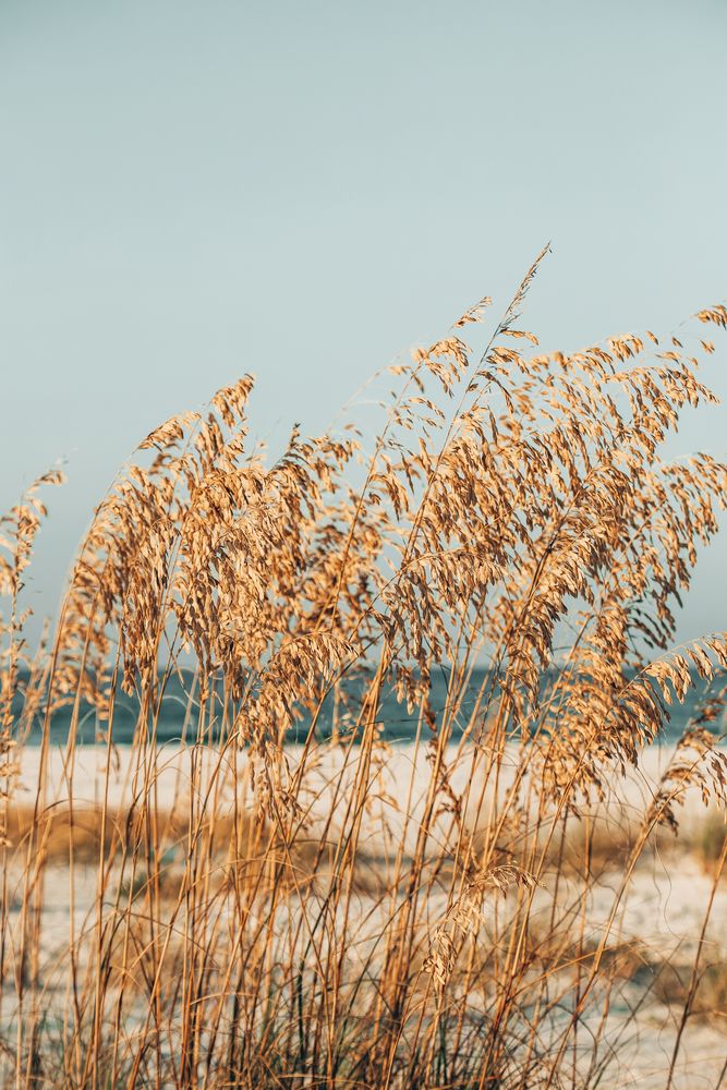 Sea Oats 1 artwork