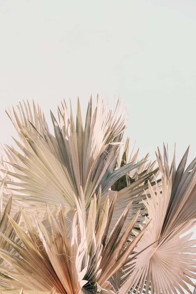 Spring Palm 1 artwork