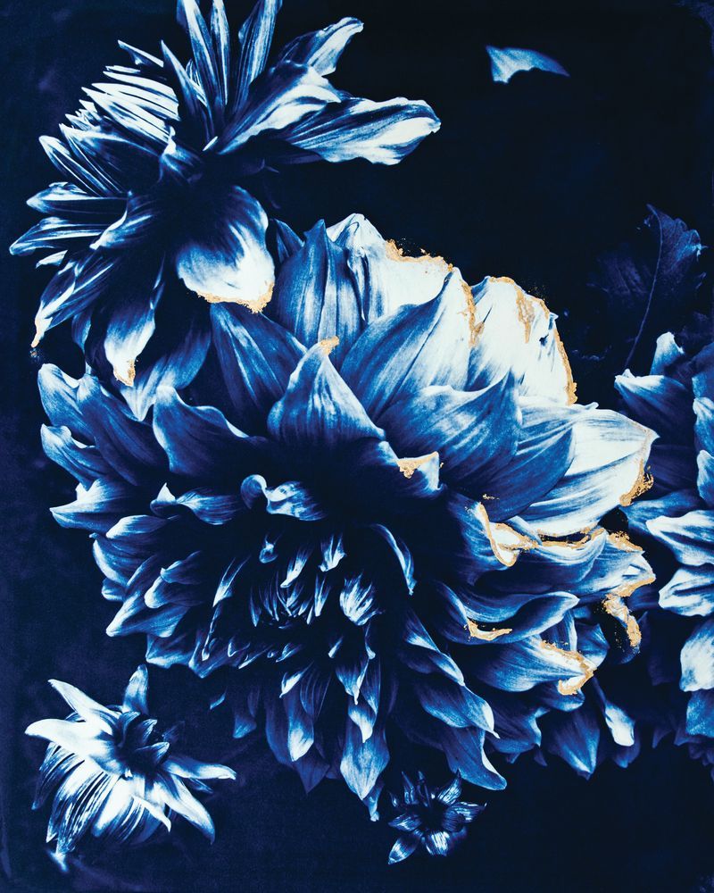 Blushing Dahlias 1 artwork