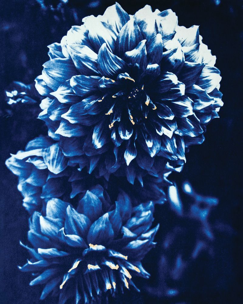 Blushing Dahlias 2 artwork