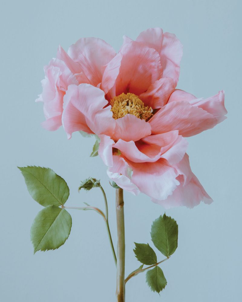 Emma Rose 6 artwork