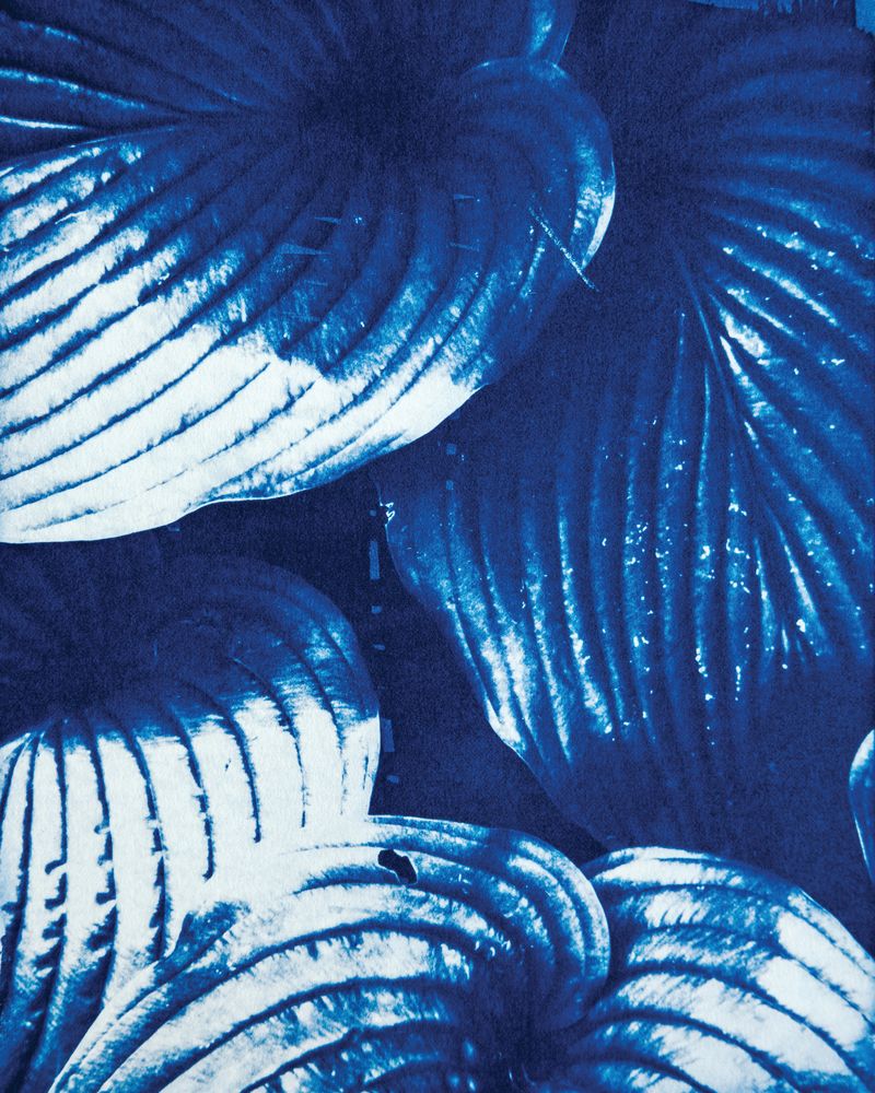 Hosta 1 artwork