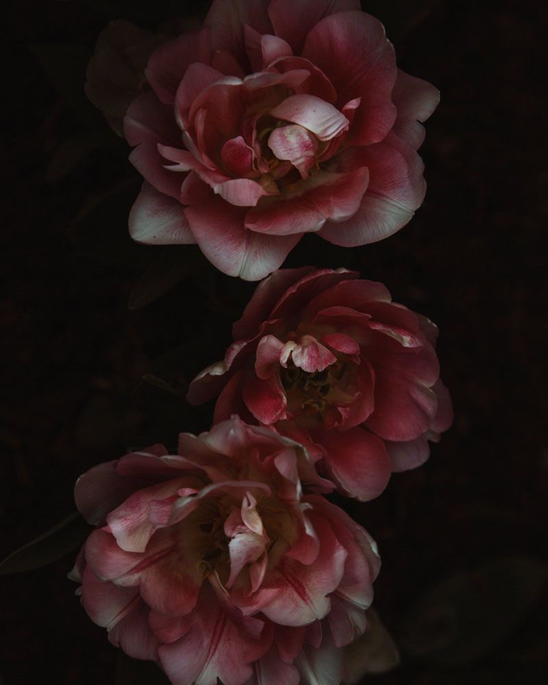 Night Blooming 4 artwork