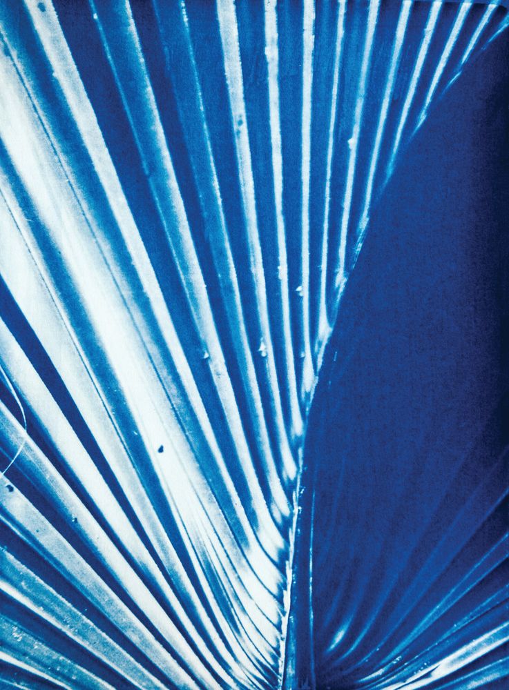 Palmetto 1 — artwork