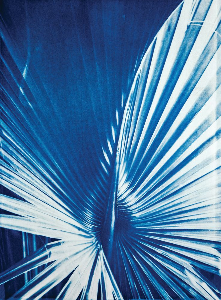 Palmetto 2 — artwork