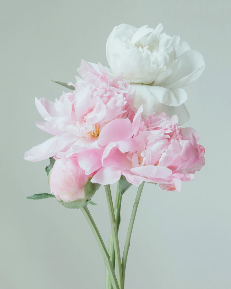 Rosaline 3 artwork