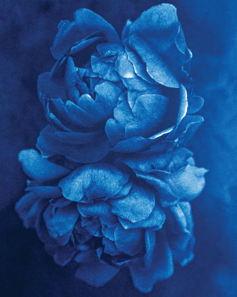 Two Roses 1 artwork