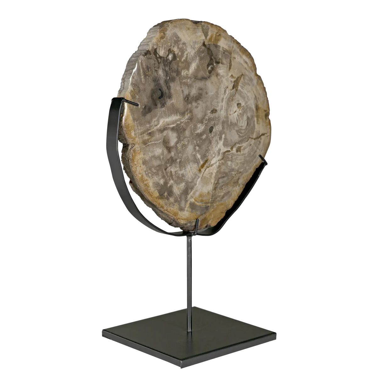 Wood Fossil with Stand, 12″ by Noir Furniture | Sutter & Vale