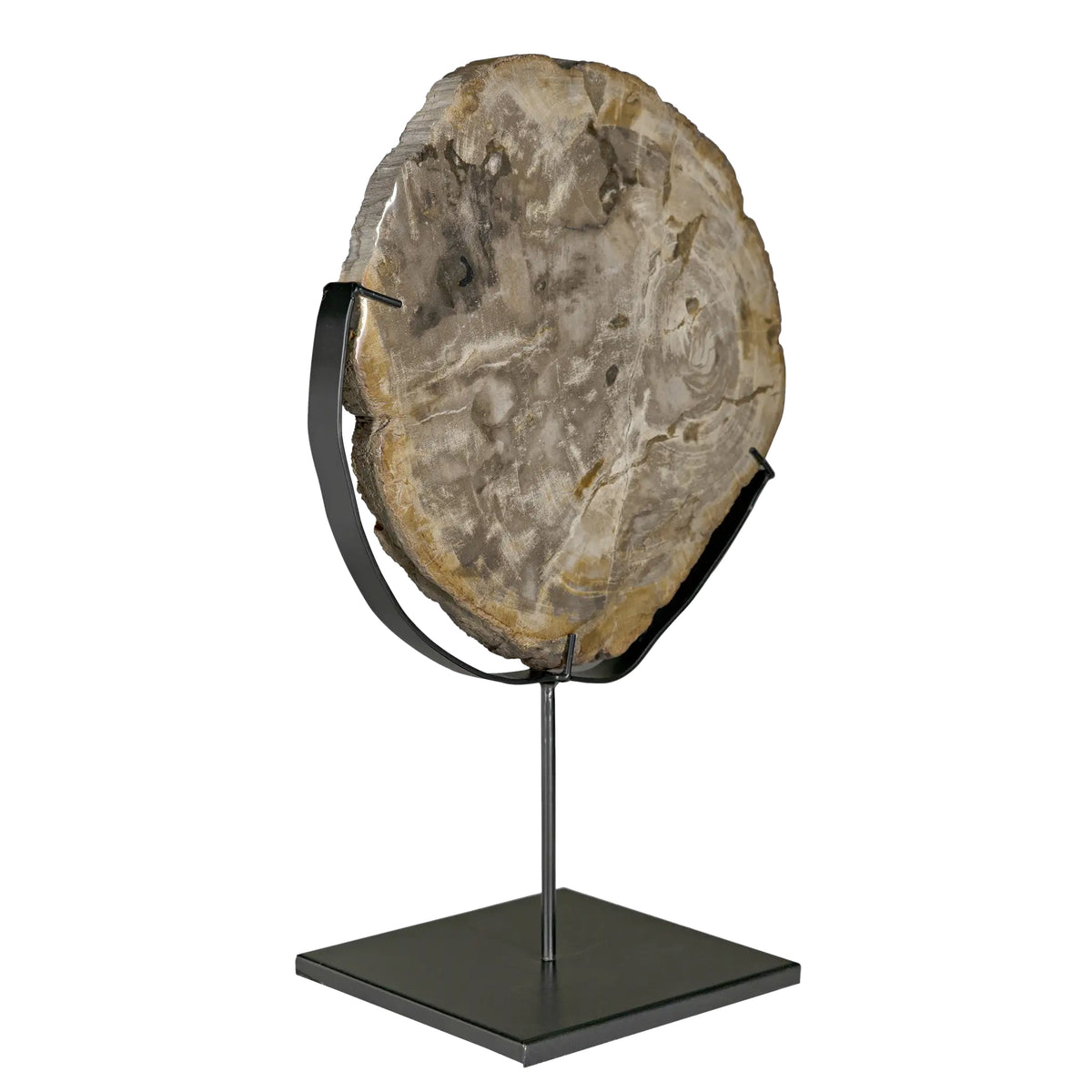 Wood Fossil with Stand, 12″ by Noir Furniture | Sutter & Vale