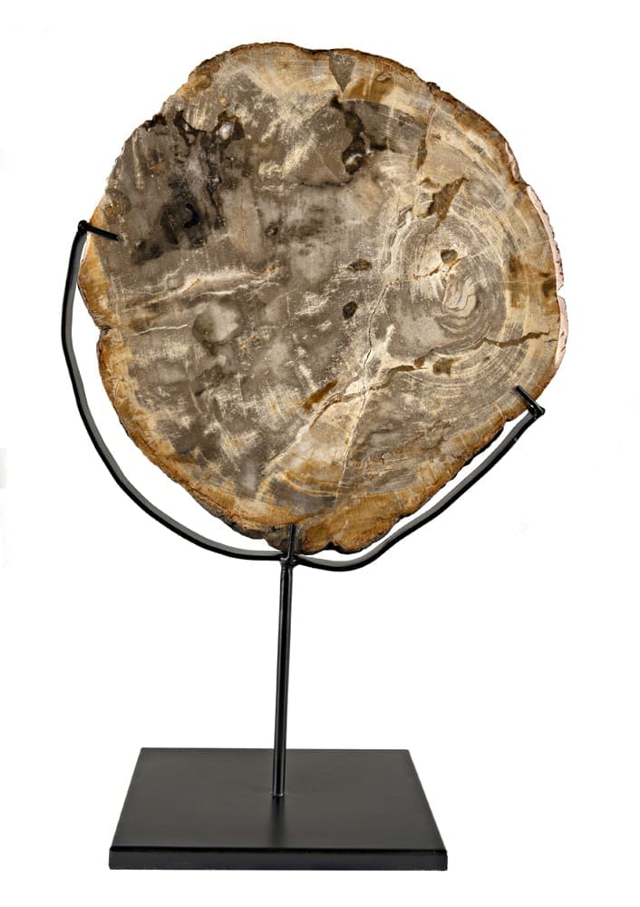 Wood Fossil with Stand, 12″ by Noir Furniture | Sutter & Vale