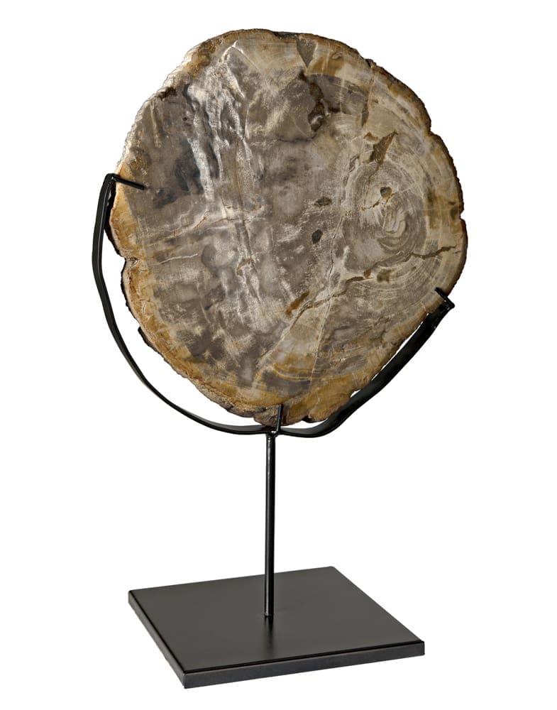 Wood Fossil with Stand, 12″ by Noir Furniture | Sutter & Vale