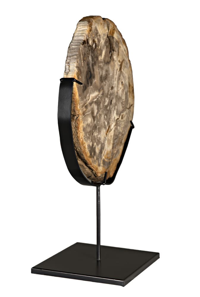 Wood Fossil with Stand, 12″ by Noir Furniture | Sutter & Vale