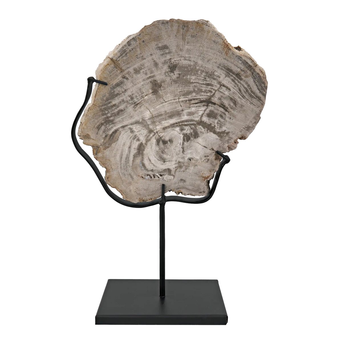 Wood Fossil with Stand, 8″ by Noir Furniture | Sutter & Vale
